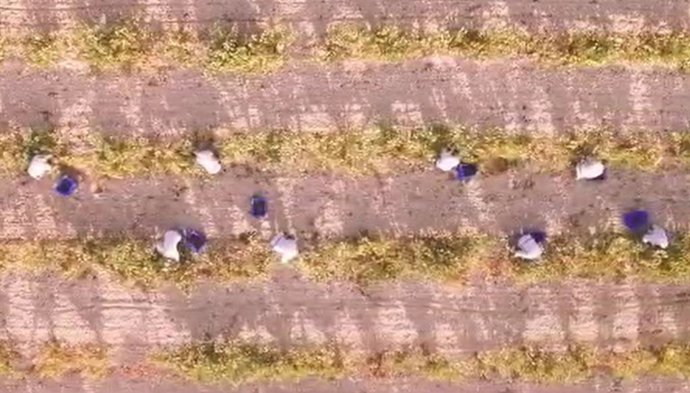 Imagen del vídeo promocional de la plataforma de venta 'Campo de Encuentro' de la Junta de Castilla y León.