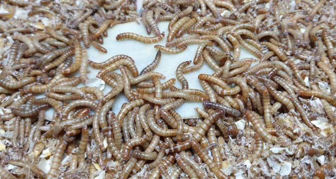 Innova.- La UMH y ASAJA trabajan en el uso de insectos para biodegradar los plás