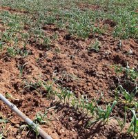 Comunidad recalca que la caza extraordinaria de especies es "selectiva" y su fin es evitar daños al campo