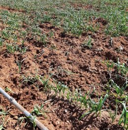 Coronavirus.- Comunidad recalca que la caza extraordinaria de especies es "selec