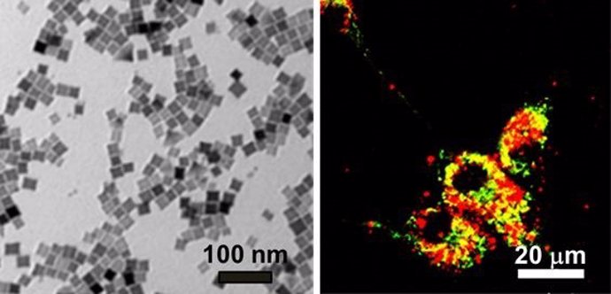 A la izquierda, nanocubos. En ella puede verse que el tamaño de los nanocubos es cercano a 20 nm. A la derecha, imagen de células cancerosas en un cultivo, que han internalizado nanocubos.