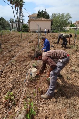 Trabajos en la viña de Sa Granja.