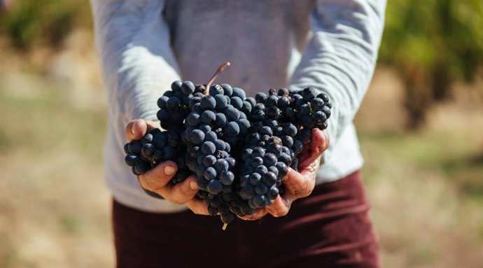 Bodegas Familiares de Rioja propone rebajar al máximo, 85% en campo y 66% en bod