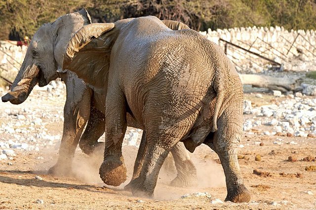 Disputa entre elefantes