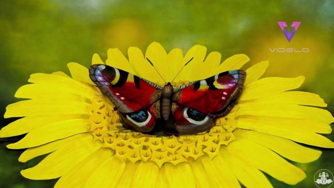 Ilusión óptica: ¿Puedes ver a la mujer escondida en esta mariposa?