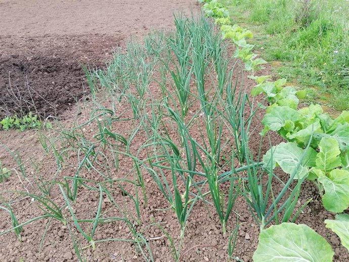 Huerta, huerto, agricultura, campo, rural.