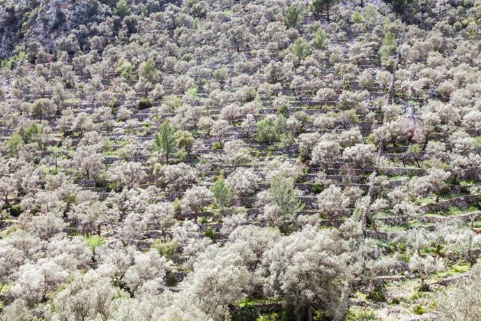 Cultivos en la Serra de Tramuntana