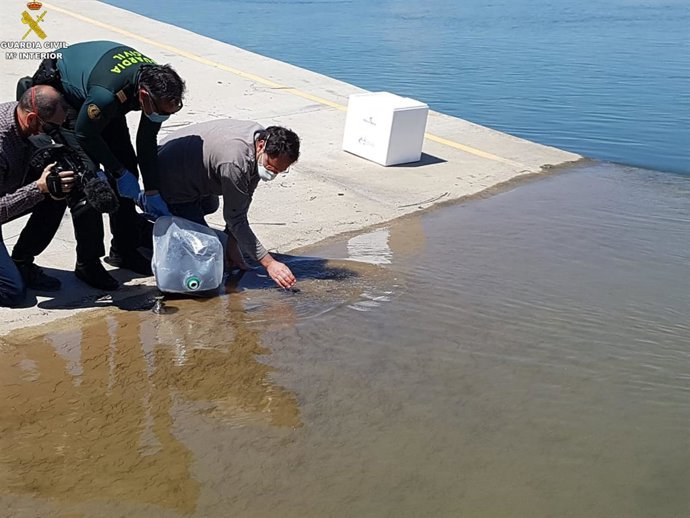 [Gruposuccessoscat] La Guardia Civil Reintroduce Al Medio Natural 19,5 Kg De Angulas (Unos 97.500 Ejemplares) En Tarragona
