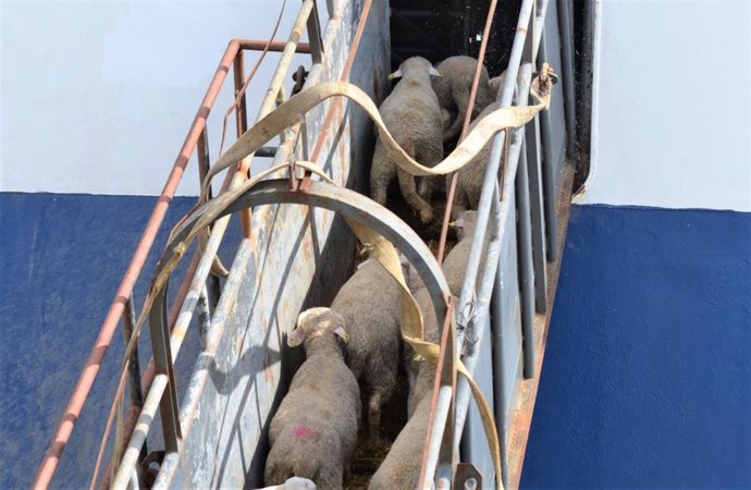 El Puerto de Tarragona aumenta la exportación de ganado vivo en el primer cuadritrimestre.