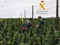 Detenidos tres varones por un cultivo interior de marihuana en Guardias Viejas (Almería) y decomisadas 378 plantas