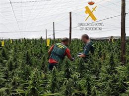 Marihuana intervenida