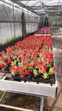 Coronavirus.- Agricultura lanza una campaña de apoyo al sector de la planta orna