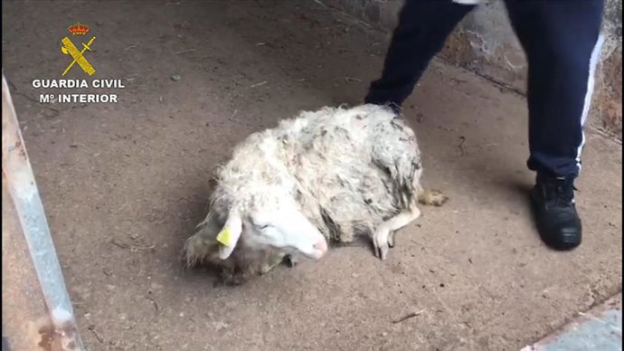 Investigan a un vecino de Garafía por dejar morir de hambre a sus vacas y ovejas