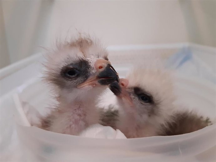 Pollos de milano real