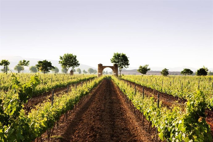 Viñedos de Barón de Ley 