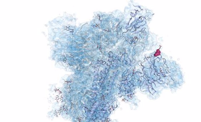 Estructura del trímero de la proteína que forma las espículas del virus SARS-CoV-2, obtenida por crio-microscopía electrónica