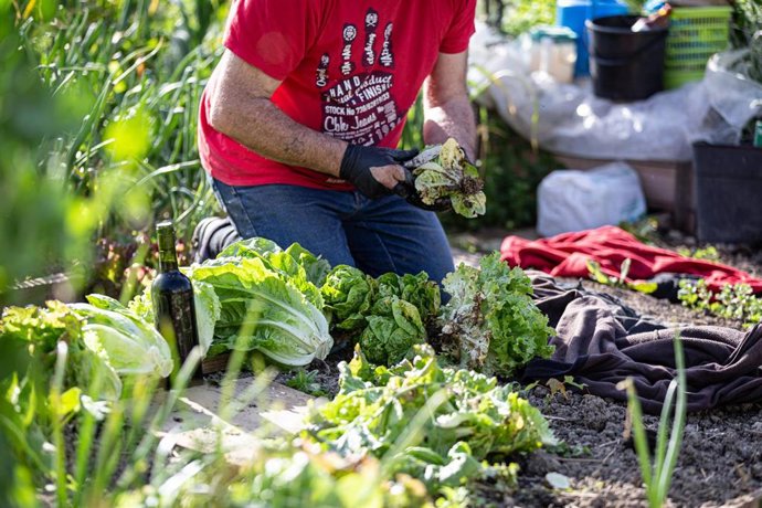 Un recolector trabaja en un huerto ecológico