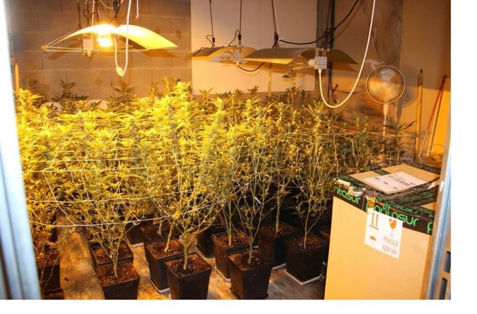 Plantación de marihuana en una cochera en la localidad de Montuiri