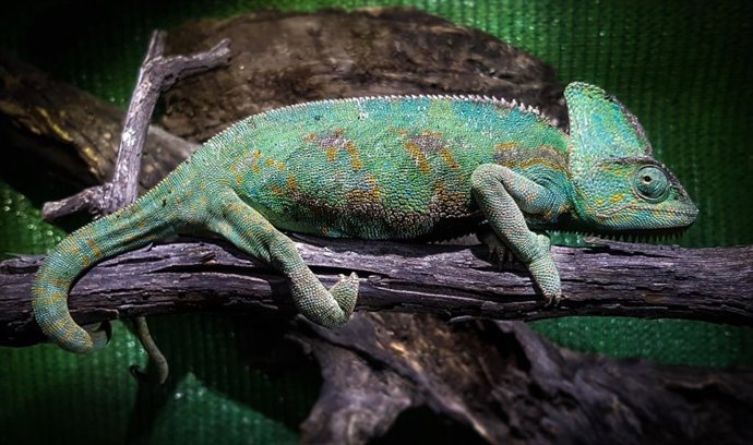 La Consejería canaria de Transición Ecológica avisa sobre el aumento de ejemplar