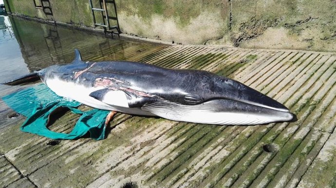 Tenerife registra casi una decena de varamientos de cetáceos durante el estado d