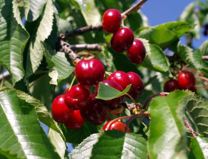 Cerezas de la montaña de Alicante.