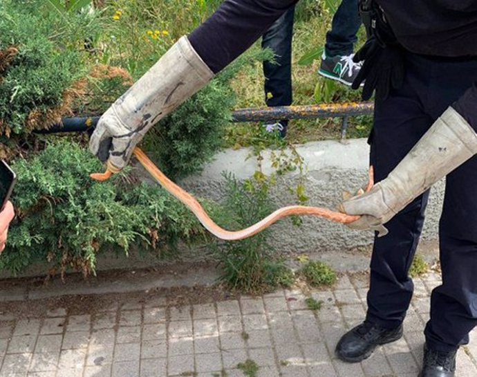 La Policía local de Getafe captura una serpiente del maíz en una calle del municipio