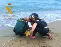 Liberado un ejemplar de cormorán moñudo atrapado en una red de pesca en una playa de Mojácar (Almería)