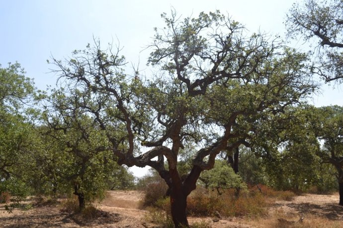 Un estudio científico concluye que la sequía no predispone al alcornoque a sufri