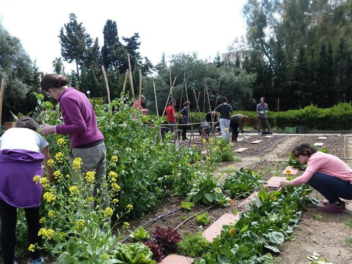Vecinos de Málaga recolectando