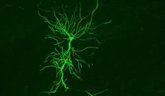 Foto: El CSIC emplea la IA para entender cómo la diversidad neuronal determina la actividad del hipocampo