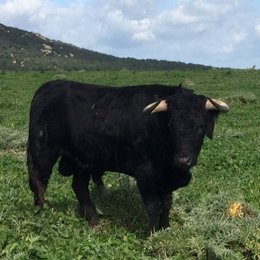 Toro de lidia. Tauromaquia. Toreros. Corridas de toros
