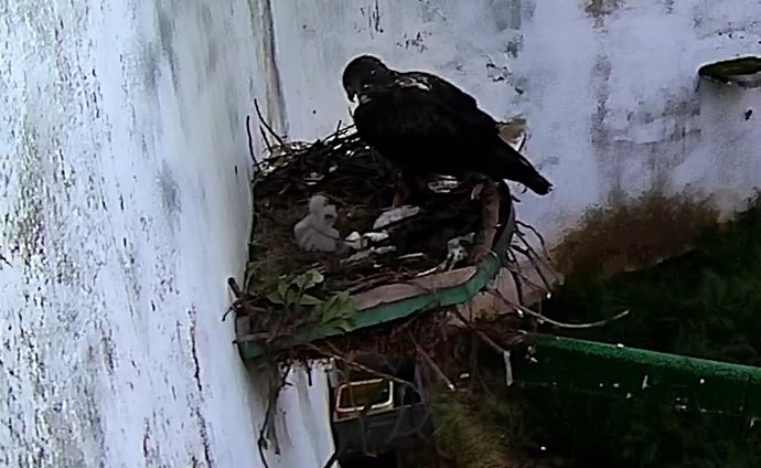 Nacen dos pollos de águila perdicera en el CERI de Sevilleja de la Jara (Toledo)