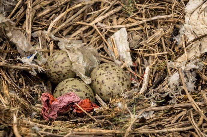 Amplia presencia de desechos plásticos en nidos de aves marinas 