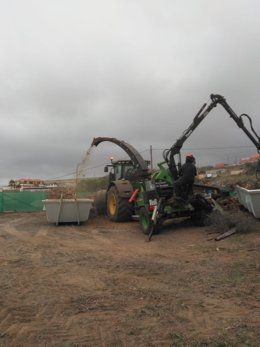 Trabajos de trituración de restos de poda de afectados por la termita subterránea