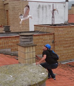 Actuación en un nido de gaviotas en Barakaldo