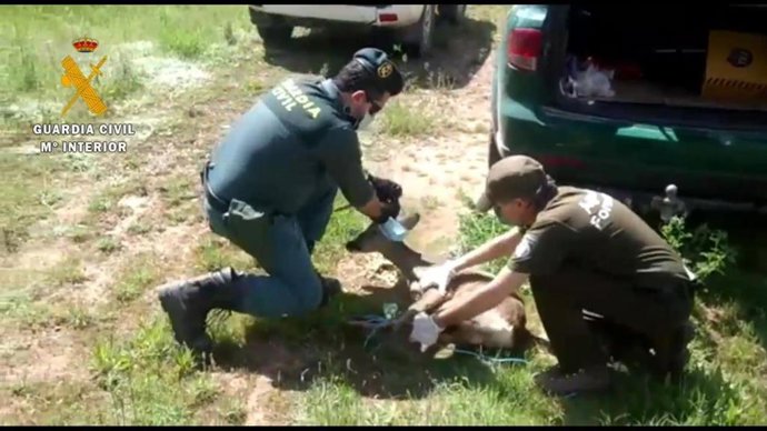 La Guardia Civil con ayuda de un forestal auxilia a un corzo