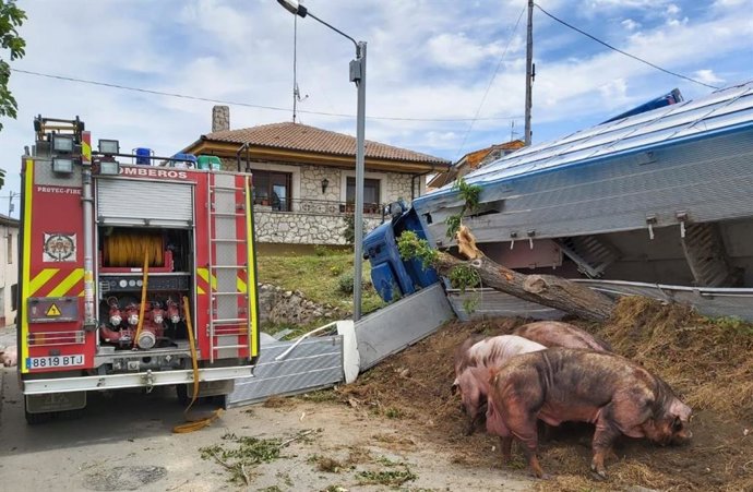 Vuelco de un camión que transporataba cerdos a su paso por Fompedraza (Valladolid).