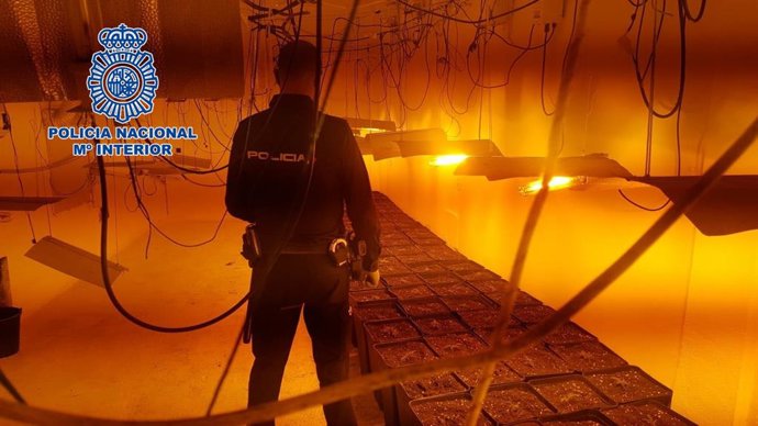Un agente de Policía Nacional en un cultivo de marihuana de Almería