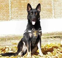 Operado con éxito el perro herido por un disparo en Valladolid