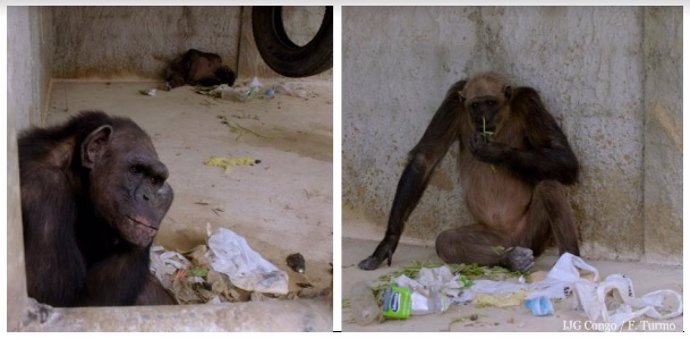 Chimpancés rescatados en Angola por el Instituto Jane Goodall.