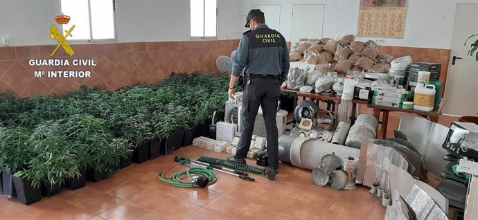 Plantación de marihuana localizada en Escacena del Campo.