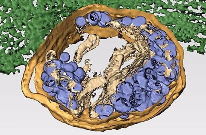 Tomografía electrónica tridimensional de una célula infectada por el reovirus humano. Los virus maduros Infectivos (azul oscuro) son transportados por lisosomas modificados (amarillo) hasta la membrana Plasmática (verde).