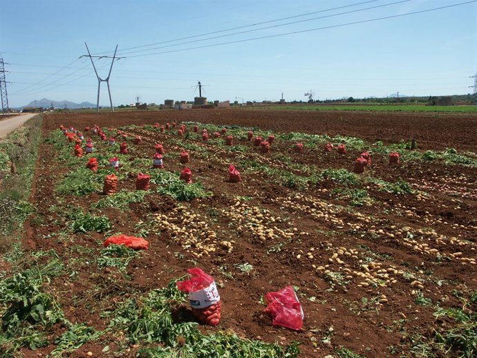 Coronavirus.- El Govern habilita 4,4 millones de ayudas ISBA para el sector prim