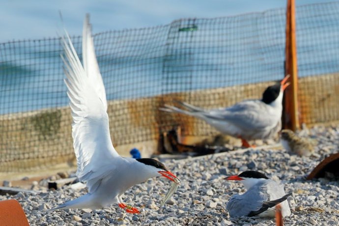 SEO/Birdlife habilita una webcam para seguir a la única colonia de charrán del Cantábrico