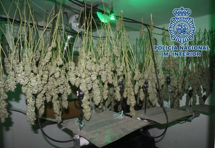 Cogollos de marihuana colgados para el secado intervenidos por la Policía.