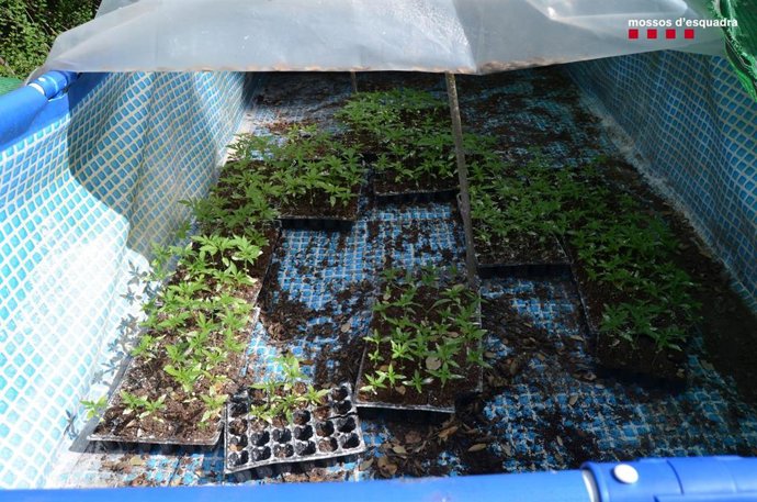 Esquejes de marihuana