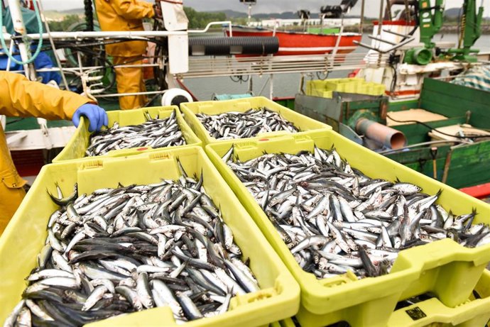 Anchoa del Cantábrico con certificación MSC