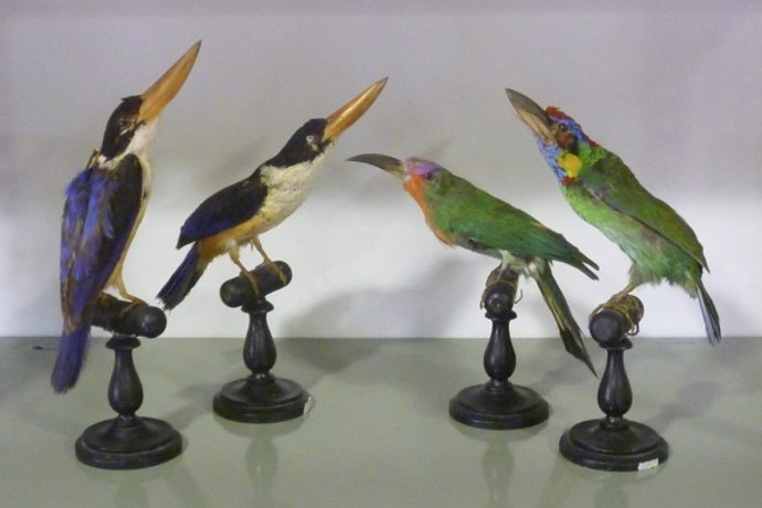 Pájaros del Museo de la Naturaleza de Carrejo