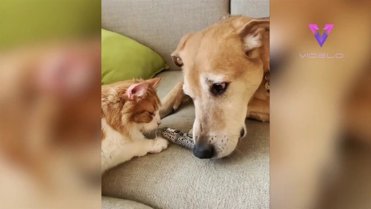 Conoce a Raylan, un perro adoptado que lleva seis años cuidando de gatos de acogida