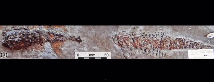  La escena fósil de un ataque de 'calamar' de 200 millones de años